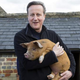 Illustration for article titled The Internet Is Having a Field Day Over David Cameron's Pig Sex Act Allegations
